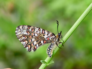 Spanish festoon butterfly. Zerynthia rumina