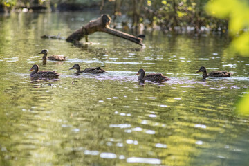 Beautiful wild ducks swim in a pond in summer.