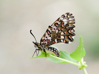 Spanish festoon butterfly. Zerynthia rumina