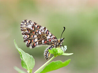 Spanish festoon butterfly. Zerynthia rumina