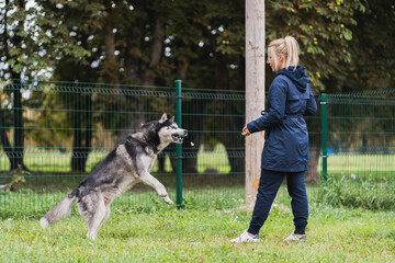 A girl throws food to a husky dog ​​on a playground on a spring day. - obrazy, fototapety, plakaty