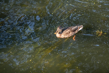 Beautiful wild ducks swim in a pond in summer.