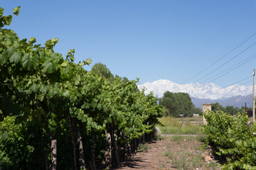Mendoza Vineyard, Argentina