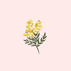 Branch of Mimosa isolated on white background. Spring yellow flowers. Vector