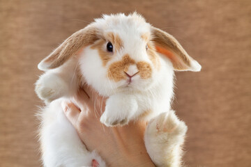 a pet rabbit in the hands of the owner