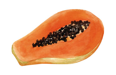 Watercolor papaya isolated on white background. Hand-drawn cutaway drawing of a tropical fruit. Cafe and menu design