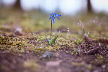 blume, fr&uuml;hling, natur, pflanze, krokus, aufbl&uuml;hen, sch&ouml;nheit, blau, flora, garten, lila, veilchen, bl&uuml;hen, wiese, jahreszeit, makro, blatt, sommer, wald, close up, wildblume, feld, blume, sommer, blu