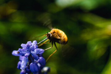 Bombyle on a grape hyacinth, a small hairy insect with a proboscis to draw nectar from the flowers, bombylius