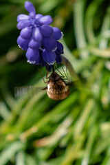 Bombyle on a grape hyacinth, a small hairy insect with a proboscis to draw nectar from the flowers, bombylius