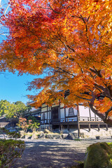 奈良　當麻寺　奥院　阿弥陀堂の紅葉　縦位置