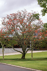 Fototapeta na wymiar Unusual beautiful exotic tree Erythrina caffra, corallodendron. African flora, Coral blooming tree, without leaves, big bright red orange flowers. Trees collection Spring october in South Africa.