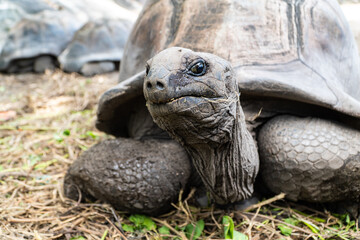 Aldabra giant tortoise on the Seychelles (La Digue Island) - obrazy, fototapety, plakaty