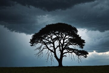 Fototapeta na wymiar Tree silhouetted against a sky full of storm clouds