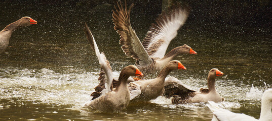 group of flying up geese in water