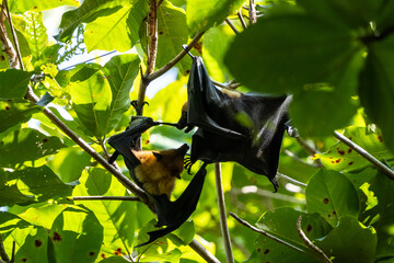 Two fruit bats in a tree, Seychelles