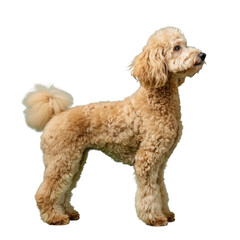 Brown Poodle Standing on White Background