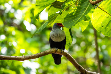 Seychelles blue pigeon on Aride island, Seychelles