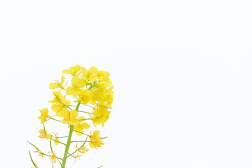 シンプルな白背景の一本の菜の花