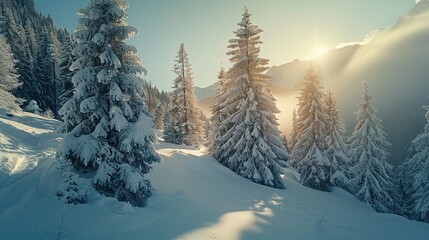 Incredible winter landscape with snowcapped pine trees under bright sunny light in frosty morning. Amazing nature scenery in winter mountain valley. Awesome natural Background.
