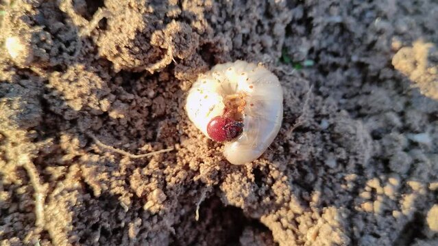 The rhinoceros beetle larva nested in the garden soil. Diloboderus abderus.
