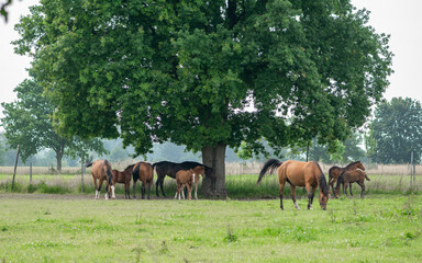 Herd of Belgian warm blood horses. Brown mares and foals under old oak tree. Eating grass. - obrazy, fototapety, plakaty