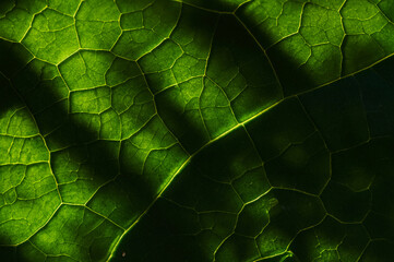 Nature's Tapestry, Beautiful Leaf Pattern Background.