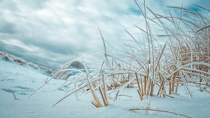 Close-up shot of a small plant covered in snow, with patches of frosty grass in the foreground