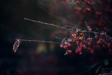 Shrub with abundant clusters of ripe berries adorning its branches