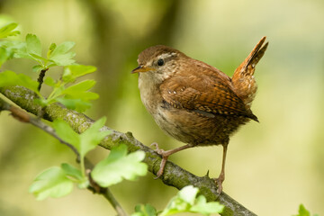Wren on branch