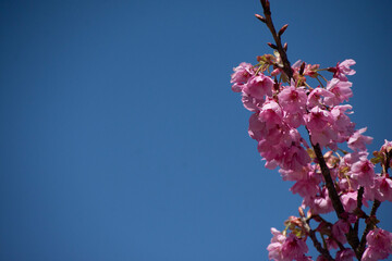 陽光桜