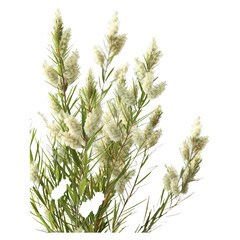 Melaleuca Alternifolia