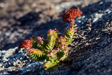 Closeup of a small plant growing in a rocky environment in natural sunlight