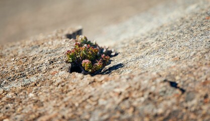 Closeup of a small plant growing in a rocky environment in natural sunlight