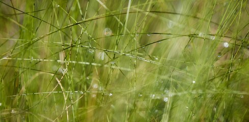 a blurry image of grass with water droplets on it