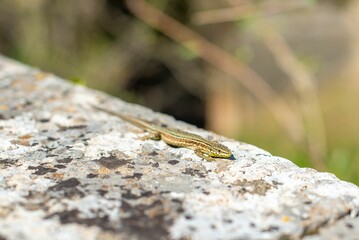 Green lizard on a sun-kissed rock in an urban artificial garden