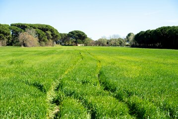a grassy field with two tracks going through it and trees in the background