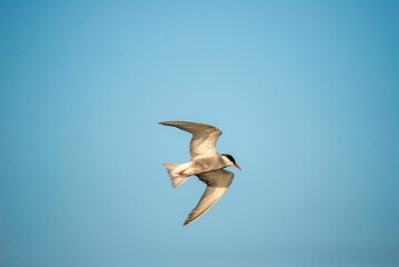 High-resolution photograph of a large white bird soaring through a blue sky