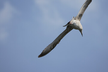 big seagull against the background of gray clouds