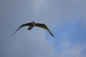 seagull against the background of gray clouds