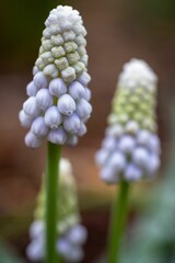 Viper bow flowers growing close together in a lush green setting