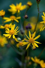 Vibrant field of yellow golden ragwort (Packera aurea) flowers