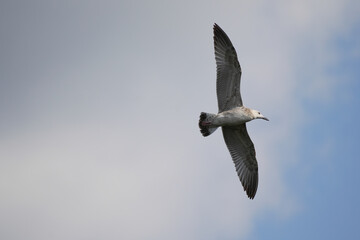 big seagull flying in the sky