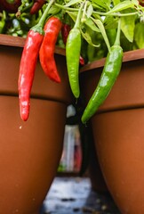Two flowerpots contain an abundance of red and green chili peppers.