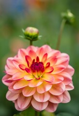 Fototapeta premium Vibrant orange Dahlia pinnata flower blooming surrounded by a backdrop of lush foliage