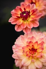 Fototapeta premium Captivating array of Dahlia pinnata flowers in full bloom in a lush and vibrant garden