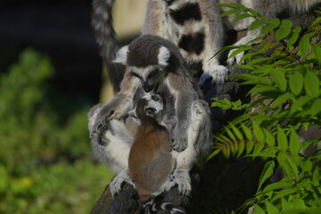 Fototapeta premium small baby lemur with its parent