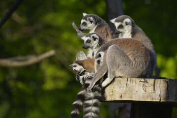 Fototapeta premium family of lemurs in the sun