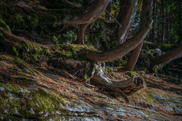 Obraz premium Scenic view of large trees and roots covered in moss in a calm forest
