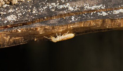 eastern subterranean termite - Reticulitermes flavipes - the most common termite found in North...