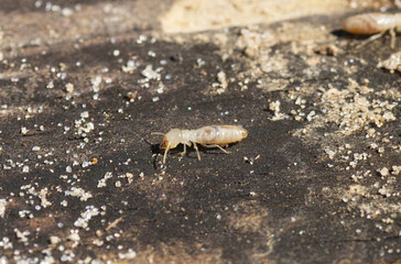 eastern subterranean termite - Reticulitermes flavipes - the most common termite found in North America and are the most economically important wood destroying insects in the United States. side view